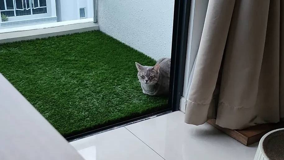 Cat resting on artificial grass on a condo balcony