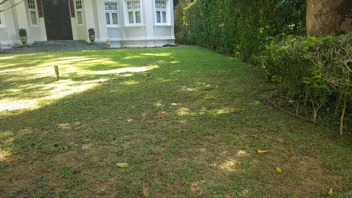Close-up of the worn, patchy natural grass lawn at the heritage bungalow before artificial grass