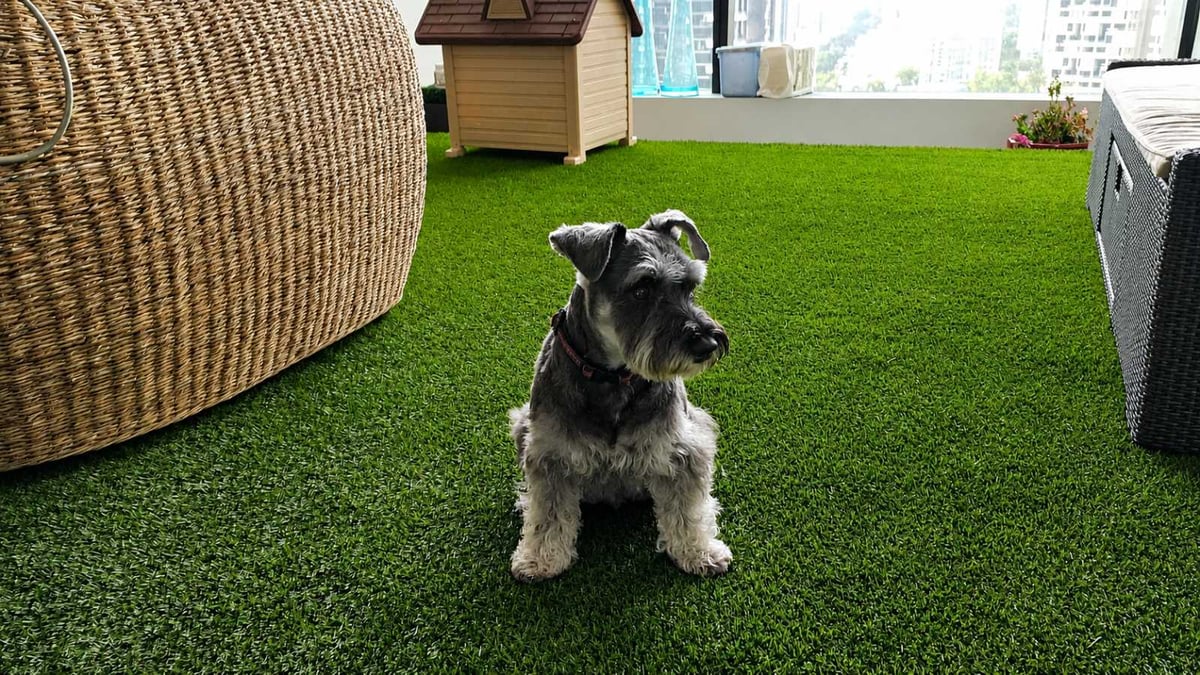 A poodle sitting on clean rooftop artificial grass at a Singapore condo