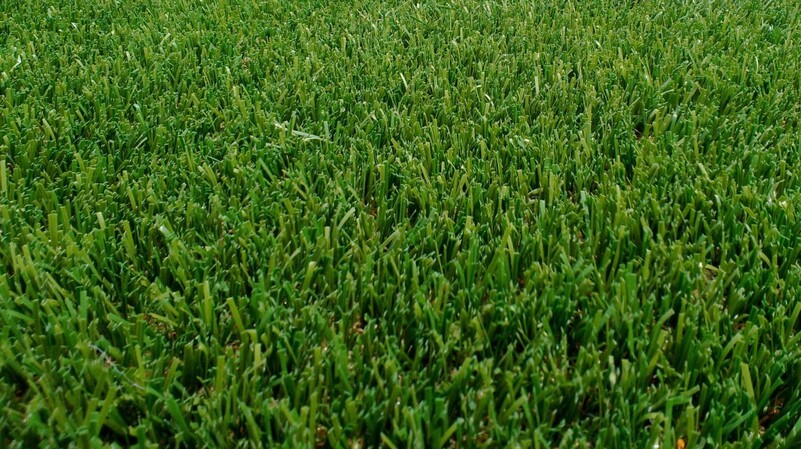 Close-up of lush Namgrass artificial grass