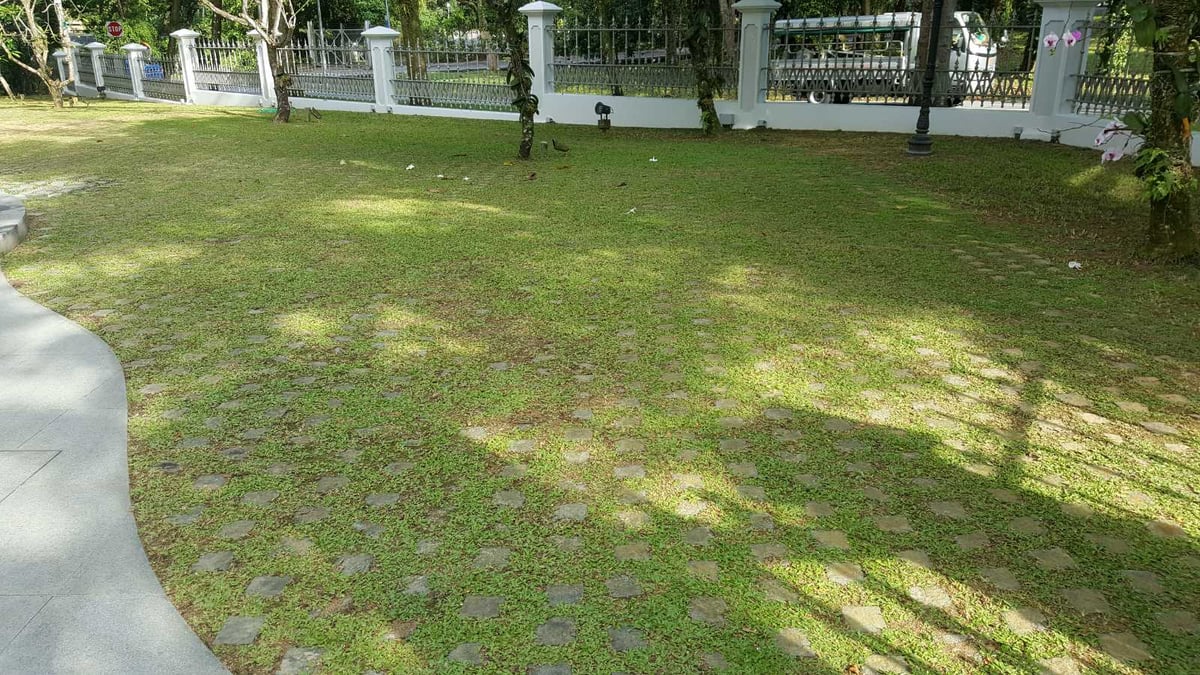 Patchy, muddy natural lawn under shade trees at the Peirce Drive bungalow before artificial grass